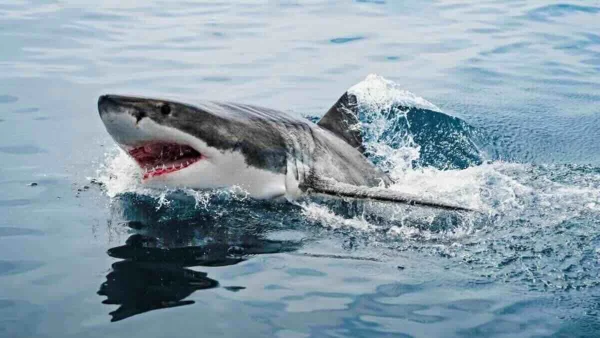 A record-size great white shark is moving through a major tourist area, experts are urging caution