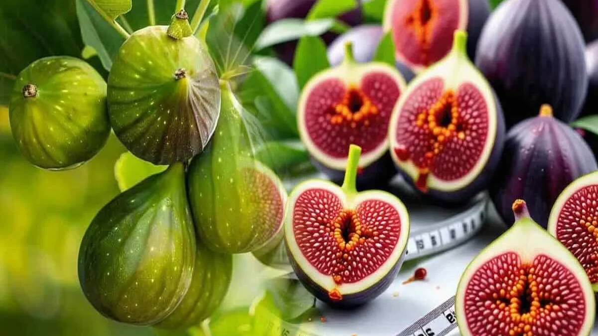 Did you know? Fig leaves are delicious and full of surprising benefits: here’s how to make the most of them